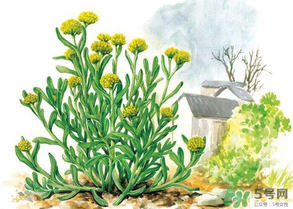 清明草有几种图片,清明草有几种