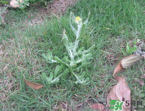 吃野菜有什么坏处,吃野菜的好处和坏处