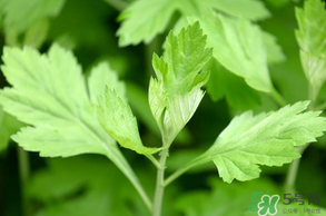 艾草的食用价值,艾草的食用价值摘要
