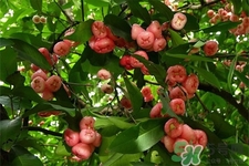 宝宝多大能吃莲雾,宝宝多大可以吃莲雾