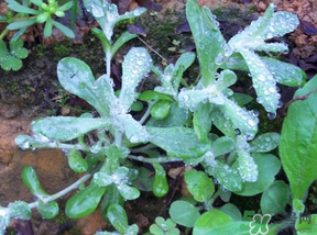 清明草的种类,清明草有几种