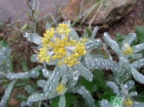 降血压的蔬菜有哪些,哪些菜吃了可以降血压