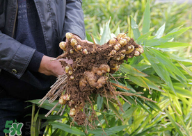 生姜和什么不能一起吃,生姜不能和哪些食物同食