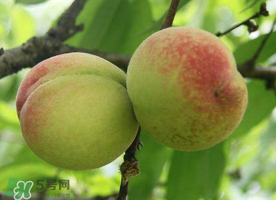 桃子不能和什么一起吃会中毒,桃子不能和什么一起吃/同吃