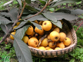 幼儿食谱营养分析,营养三餐食谱设计