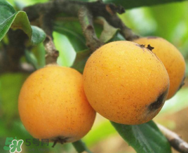 枇杷的食用价值,枇杷的食用价值和药用价值