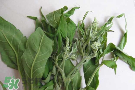 艾草吃多了会怎样,艾草吃多了有副作用吗