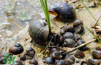 福寿螺吃了会怎么样,福寿螺吃了有什么危害