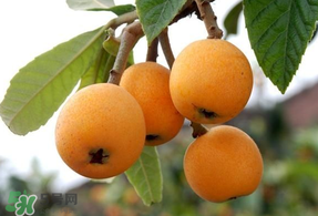 鸡蛋不宜和什么搭配吃,鸡蛋搭配宜忌