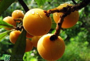 苹果不能一起吃吗,苹果可以一起吃吗 苹果不能一起吃吗,苹果可以一起吃吗