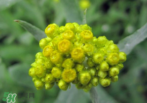 青菜开花可以吃吗,青菜上开的花能不能吃?