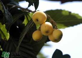 感冒怎么吃枇杷,感冒能吃枇杷吗