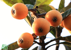 枇杷什么时候吃最好,枇杷什么时候好吃