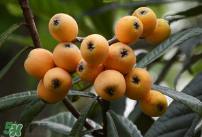 枇杷的功效和作用,吃枇杷有什么功效