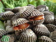 血蚶怎么吃安全,血蚶怎么吃窍门