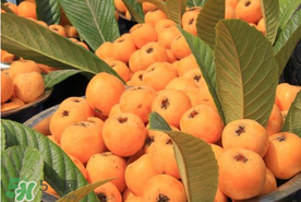 枇杷的营养价值和作用,枇杷的营养价值和食用功效 枇杷的营养价值和作用,枇杷的营养价值和食用功效