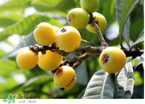 枇杷的食用价值,枇杷的食用价值和药用价值 枇杷的食用价值,枇杷的食用价值和药用价值