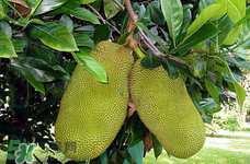 常吃菠萝蜜有什么好处和坏处,常吃菠萝蜜有什么好处吗