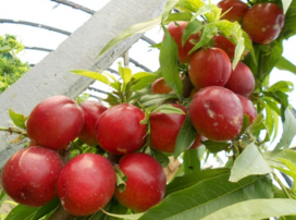 油桃怎么区分酸的和甜的,油桃怎么区分大小