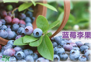 蓝莓李果到底是什么,蓝莓和蓝莓李果是一种果子吗?