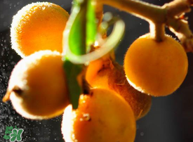 枇杷哪里的好吃,枇杷哪里的最好吃