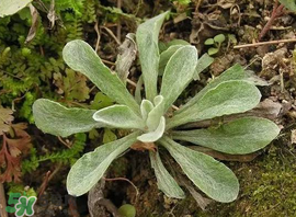 清明菜的功效和作用及食用方法,清明菜的功效