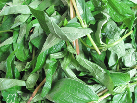 蕹菜的主要形态特征,青菜的形态特征