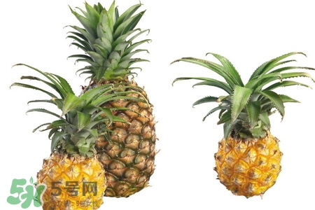 菠萝真的能减肥吗,菠萝能减肥嘛 菠萝真的能减肥吗,菠萝能减肥嘛