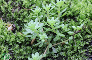 清明养生食谱,清明菜的吃法