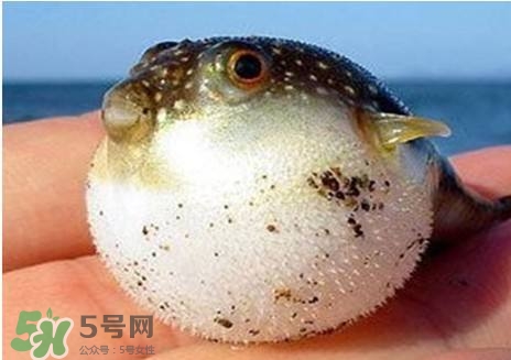 河豚怎么吃没毒,河豚怎么吃才没毒