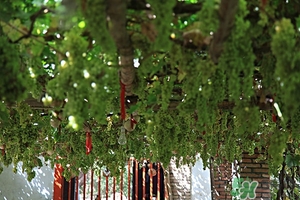 如何挑选哈密瓜更甜,哈密瓜如何挑选才是好的 如何挑选哈密瓜更甜,哈密瓜如何挑选才是好的