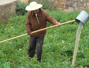土豆生长周期多长时间,土豆生长周期图片 土豆生长周期多长时间,土豆生长周期图片