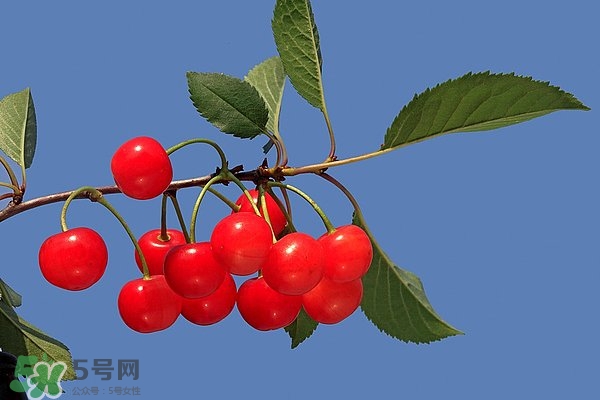 樱桃吃多了会上火吗?,樱桃吃多了会上火吗怎么办