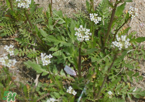 野生荠荠菜有什么好处,野生荠菜冬天有吗