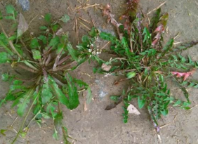 新鲜荠菜的储存方法,荠菜怎么保鲜存放