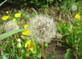 蒲公英的营养价值和药用功效,蒲公英的药用价值和功效