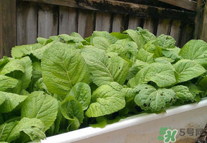 荠菜为什么有点儿苦啊,荠菜苦怎么回事