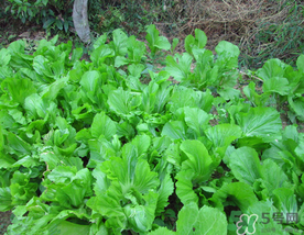 芥菜的功效的吃法,芥菜的营养成分和功效