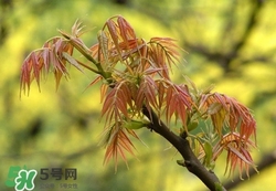 清火的蔬菜,清火的水果蔬菜