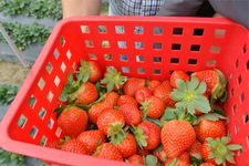 草莓泡酒能喝吗,草莓可以泡酒喝吗