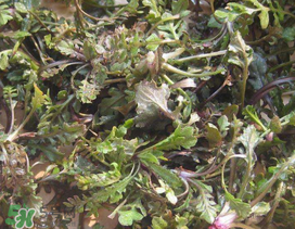 荠菜的作用和功效,什么是荠菜?