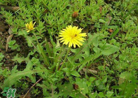 荠菜和蒲公英的区别主要是什么,蒲公英和荠菜是同一种植物吗?