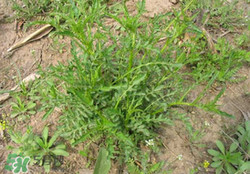 蔬菜为什么要焯水,蔬菜为什么要焯水冷冻 蔬菜为什么要焯水,蔬菜为什么要焯水冷冻