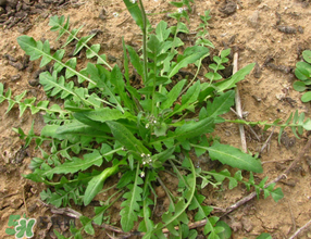 蛴螬是什么虫,蛴螬是什么虫的幼虫 蛴螬是什么虫,蛴螬是什么虫的幼虫