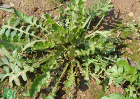 荠菜的特点是什么举一个例子说明,荠菜的特点是什么