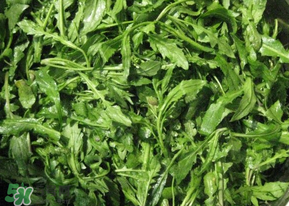 荠菜可以多吃吗,荠菜哪些人不能吃