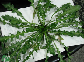 荠菜的生长环境是什么样子的,荠菜的生长环境