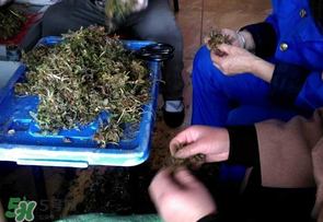 荠菜上市时间,新鲜荠菜什么时候上市