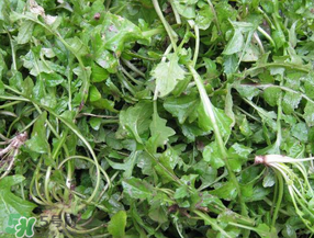 荠菜如何保存时间长,荠菜怎么长期保存