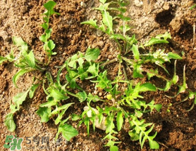 肾结石吃什么药排石效果最好,肾结石吃什么食物最好